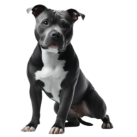 AI generated Elegant American Pit Bull Terrier Enjoying Quality Time Outdoors png