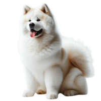 ai gerado adorável cachorro em transparente fundo png