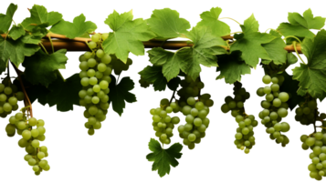ai generado colgando vino planta arbusto uva aislado en transparente antecedentes png