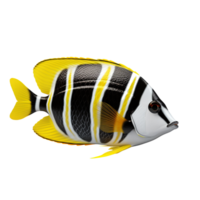 AI generated Tropical fish with black and gold stripes isolated on transparent background png