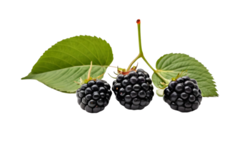 AI generated Blackberry isolated on transparent background. FREE PNG