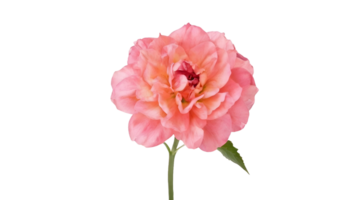 ai gegenereerd roze roos vrij PNG