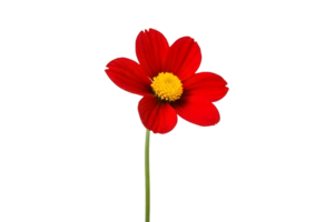 ai generiert rot Gänseblümchen Blume isoliert auf transparent Hintergrund. kostenlos png