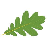 Leaf Vector Illustration