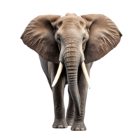 AI generated elephant on transparent background PNG image