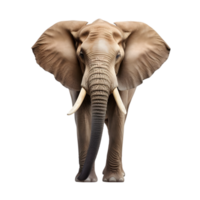 ai genererad elefant på transparent bakgrund png bild