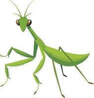 ilustración de un verde Orando mantis en un blanco antecedentes vector