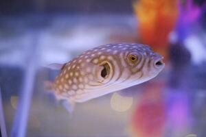 swimming puffer fish in aquarium tank photo
