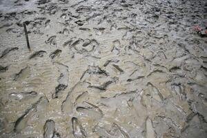 many human footprints on the mud photo