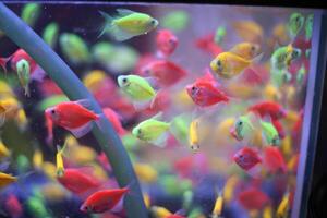 swimming colorful goldfish school in aquarium tank photo