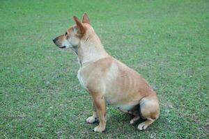 sentado marrón linda perrito bebé perro en el césped piso foto