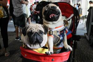 cerca arriba encantador Pareja de doguillo perrito mirando arriba con linda cara en el perro carro en mascota expo salón foto