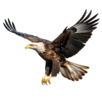 ai généré américain chauve Aigle sur transparent Contexte png image