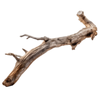 AI generated tree trunk on transparent background PNG image