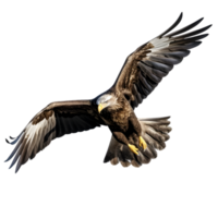 ai généré américain chauve Aigle sur transparent Contexte png image