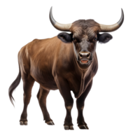 AI generated bull on transparent background PNG image