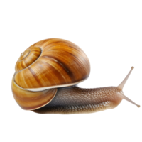 AI generated snail on transparent background PNG image