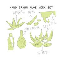 vector and line art of aloe vera, hand-drawn