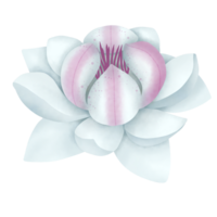 Weiß Blume, Kakao Blume png