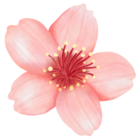 Pink Sakura , blossom png