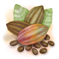 Cocoa trees, cocoa fruits and leaves, cocoa farm png