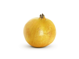 suculento romã fruta, transparente fundo png