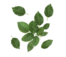 rose leaves, transparent background png