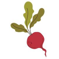 Red beet root vegetable vector