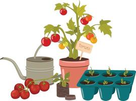 Garden composition growing tomatoes, gardening vector