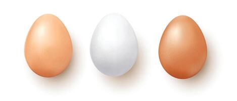 Set  vector realistic of three chicken eggs