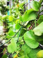 Plants on the fence photo