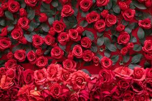 Artificial roses glued to the wall. Beautiful background of their bright red flowers photo