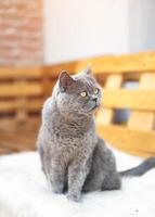 Handsome adult British Shorthair cat. Close up portrait. photo