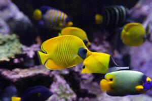 yellow tropical fishes meet in blue coral reef sea water aquarium photo