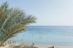 view of the sea and the beach through the leaves of a palm tree photo