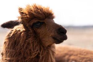 Cute animal alpaka lama on farm outdoors photo