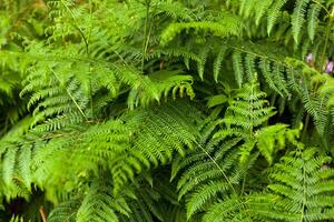 Beautyful ferns leaves green foliage natural floral fern background in sunlight. Horizontal image photo