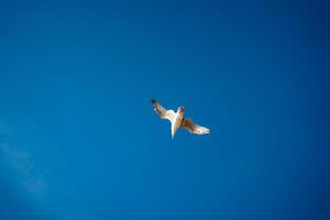 Seagull flying high against blue sky photo