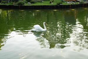 blanco cisne en el agua superficie. salvaje pájaro nadando en el lago agua foto