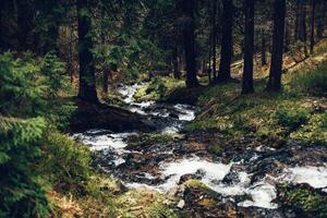 arroyo de montaña en primavera foto