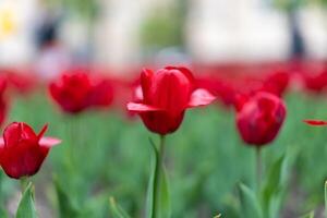 Red tulip flowers background outdoor photo