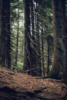 bosque de pinos en las montañas foto