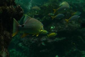 Tropical fish with corals and algae in blue water. Beautiful background of the underwater world. photo