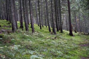 Pine mountain forest autumn season Beautiful landscape photo