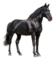 ai généré majestueux noir cheval galopant librement sur transparent Contexte - Stock png. png