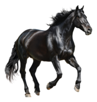 ai généré majestueux noir cheval galopant librement sur transparent Contexte - Stock png. png