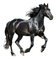 ai generado majestuoso negro caballo Galopando libremente en transparente antecedentes - valores png. png