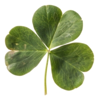 AI generated Green four-leaf clover on transparent background - stock png. png