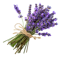 AI generated Fresh lavender bouquet with green stems on transparent background - stock png. png