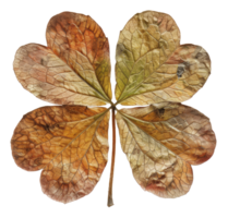 AI generated Aged clover leaf with autumn tones on transparent background - stock png. png